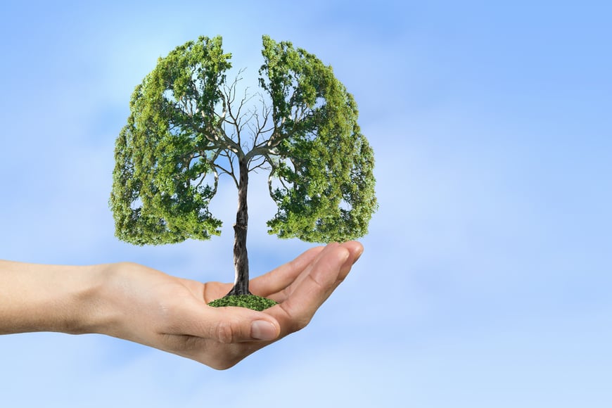 Go Green With Your Direct Mail Marketing | 6 Tips On How | Tree In Hand | BKM Marketing 