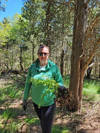 BKM Marketing | Sustainability | Garlic Mustard Weed